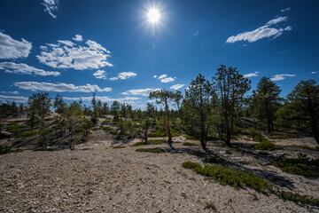 Obraz premium Bryce Canyon Woodland Photo