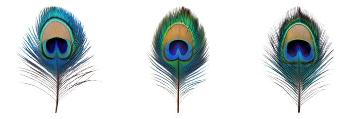 Peacock feather illustrations in various styles isolated on transparent background ideal for nature-themed designs or decorative illustrations