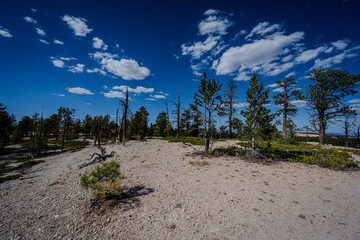 A Path Through Bryce Canyon Woodlands,