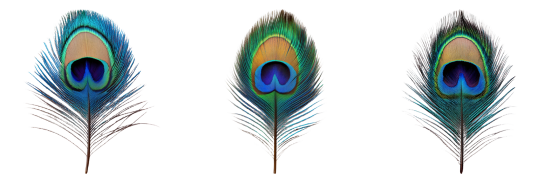 Peacock feather illustrations in various styles isolated on transparent background ideal for nature-themed designs or decorative illustrations