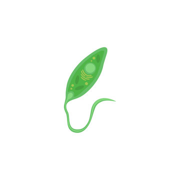 Euglena illustration
