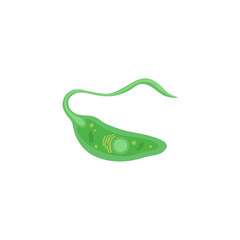 Euglena illustration