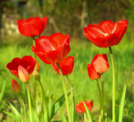 Tulips flowers close up, red tulips growing in the garden in springtime