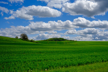 Fototapeta premium Yellow wheat field and blue sky. Farmland, Germany.