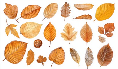 Obraz premium A collection of autumn leaves isolated on a white background