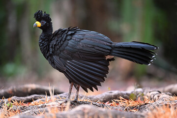 Male Bare-faced Curassow Standing Among Roots and Dry Orange Leaves