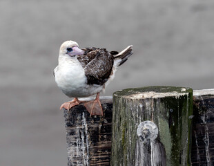 Red-footed Booby perched on piling