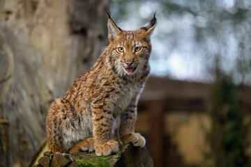 Two lynx cubs play in the paddock.
