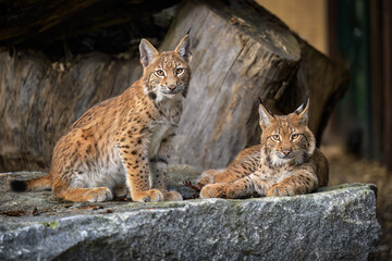 Two lynx cubs play in the paddock.