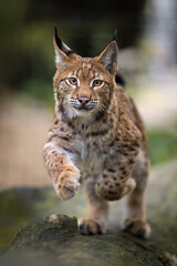 Two lynx cubs play in the paddock.