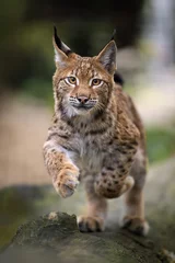 Gardinen Luchs Two lynx cubs play in the paddock.  © Martin