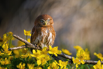 The little bustard sits on a branch.