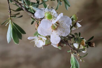 Close-up of Isolated  Heath Teatree (Leptospermum myrsinoides) sprig in flower. Australian native plant.
