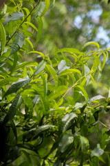 Peach green leaves in the garden, Peach Branch 