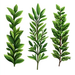 Image shows three different types of green leaves, showcasing their vibrant colors and varied shapes, ideal for design or botanical references.