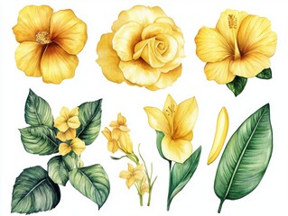 Watercolor set of yellow roses and hibiscus flowers and buds illustration