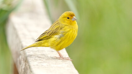Male Saffron Finch