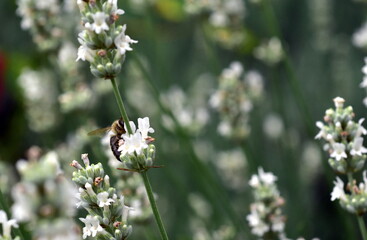 Biene auf weiß blühendem Lavendel