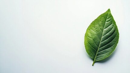Close-up of a vibrant green leaf against a minimalistic white background, showcasing its natural texture and intricate vein patterns.