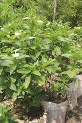 Pseudomussaenda flava flower and ornamental plant