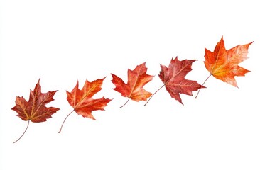 Fototapeta premium A fall of autumn leaves is falling against a white background