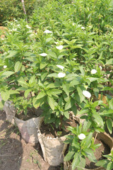 Pseudomussaenda flava flower and ornamental plant