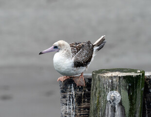 Red-footed Booby profile