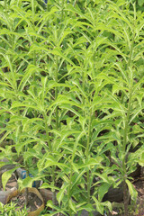 Plumeria pudica flower plant on nursery
