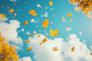 Falling autumn maple leaves leaf sky outdoors.