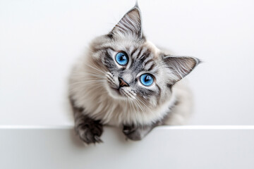 Blue-Eyed Cat Portrait.