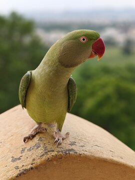Closeup of an Indian rose ringed parakeet also known as Indian Parrot