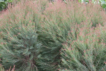 Pink Ellwood Gold leaf plant on nursery