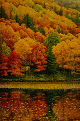 Obraz premium A colorful hillside during autumn, showcasing a vibrant mix of orange, green, and yellow trees.