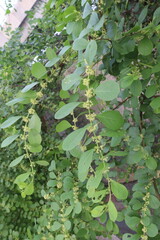 pandharphali gardencia flower plant on forest