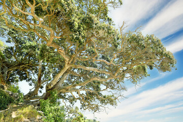 a grown trunk of a fig tree (ficus macrophylla) seen at Palm Beach on Waiheke Island, Auckland, North Island, New Zealand