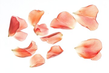 Flying petals flower arrangement scattered.