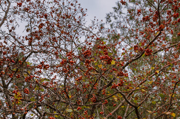 branches of a tree with orange berries against the sky