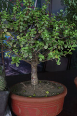 Portulacaria afra plant on nursery for sell