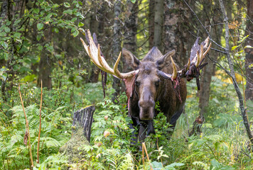 Alaska Yukon Bull Moose in Autumn in Alaska
