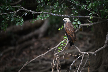Black-collared Hawk Perched on a Branch by the Riverbank with Dark Background