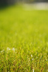 Summer meadow close up with focus on grass and narrow depth of field. Nature background, photographed outdoors. Dreamy, soft, pastel.