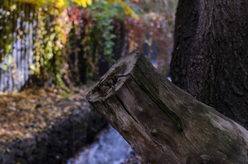 a dry cut-off tree trunk on a blurred background of autumn leaves and a river