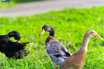 Group of male and female Indian runner ducks grazing on meadow at organic Swiss farm at City of Zürich. Photo taken October 7th, 2024, Zurich, Switzerland.