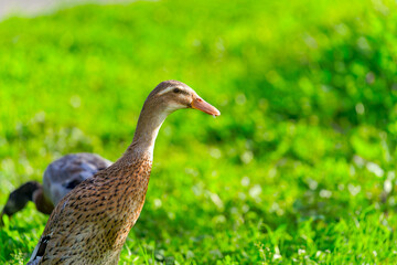 Group of male and female Indian runner ducks grazing on meadow at organic Swiss farm at City of Zürich. Photo taken October 7th, 2024, Zurich, Switzerland.