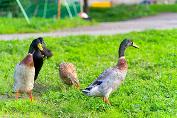 Group of male and female Indian runner ducks grazing on meadow at organic Swiss farm at City of Zürich. Photo taken October 7th, 2024, Zurich, Switzerland.
