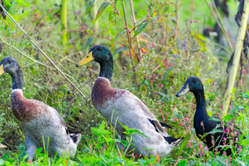 Group of male and female Indian runner ducks grazing on meadow at organic Swiss farm at City of Zürich. Photo taken October 7th, 2024, Zurich, Switzerland.