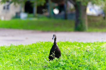 Young black and white Indian runner duck grazing on meadow at organic Swiss farm at City of Zürich. Photo taken October 7th, 2024, Zurich, Switzerland.