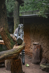 Obraz premium The ring-tailed lemur (Lemur Katta) at Eberswalder Zoo, Germany. Endemic to the island of Madagascar, where it is endangered.