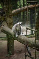 The ring-tailed lemur (Lemur Katta) at Eberswalder Zoo, Germany. Endemic to the island of Madagascar, where it is endangered.