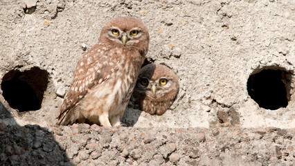 great horned owl